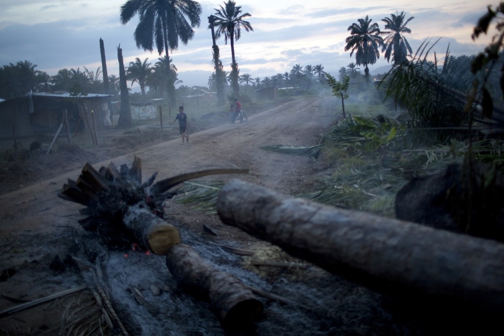 In this May 5, 2012 photo, a boy walks next to palm trees cut by villagers to built new homes in those areas in "La Confianza" peasant model city, Bajo Aguan, Honduras. Peasants from MUCA (Movimiento Unificado Campesino del Bajo Aguan) occupied around 7000 sq meters of productive land close to the city of Tocoa in the Valley of Bajo Aguan, eastern coast of Honduras in December, 2009. They operate a comercial production of african palm and they also stablished what they call a "peasant model city" called "La Confianza" where more than 300 hundred families live. Since then an open conflict between them and the alleged owner of the land, Miguel Facussé, one of the most powerful businessmen in Honduras has left more than 60 people dead including peasants, security guards, a journalist and members of the Honduran national police. (AP Photo/Rodrigo Abd)