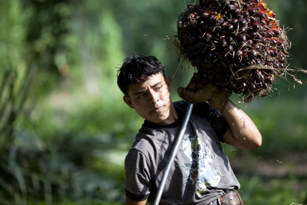 In this May 7, 2012 photo, Axel collects oil palm fruits inside a horse-drawn cart in "La Confianza" peasant model city, Bajo Aguan, Honduras. Peasants from MUCA (Movimiento Unificado Campesino del Bajo Aguan) occupied around 7000 sq meters of productive land close to the city of Tocoa in the Valley of Bajo Aguan, eastern coast of Honduras in December, 2009. They operate a comercial production of african palm and they also stablished what they call a "peasant model city" called "La Confianza" where more than 300 hundred families live. Since then an open conflict between them and the alleged owner of the land, Miguel Facussé, one of the most powerful businessmen in Honduras has left more than 60 people dead including peasants, security guards, a journalist and members of the Honduran national police. (AP Photo/Rodrigo Abd)